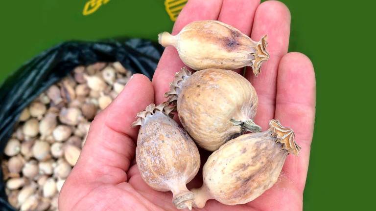 Los bulbos de adormidera se utilizan para producir droga. Foto: Cedida