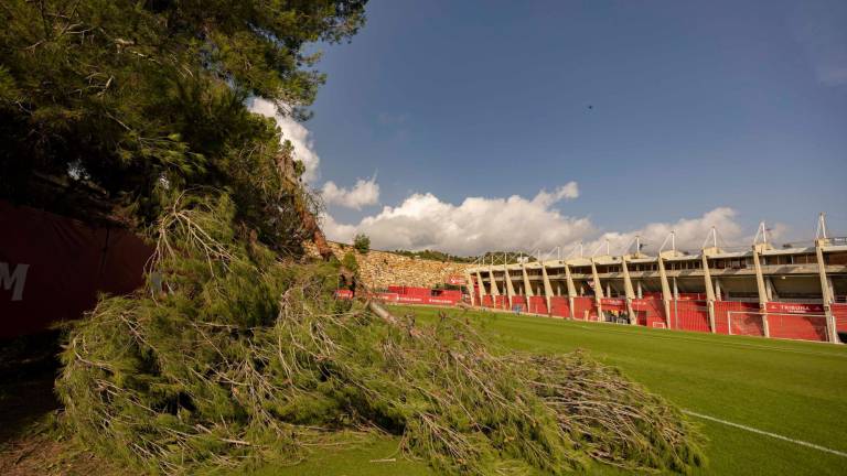 $!Una de las grandes ramas del Anexo sobre el césped con el Nou Estadi de fondo. Foto: Àngel Ullate