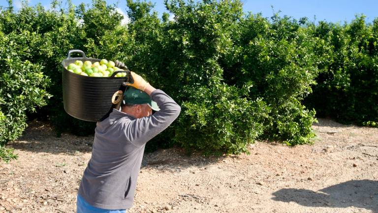 Recol·leció de mandarines. Foto: Joan Revillas