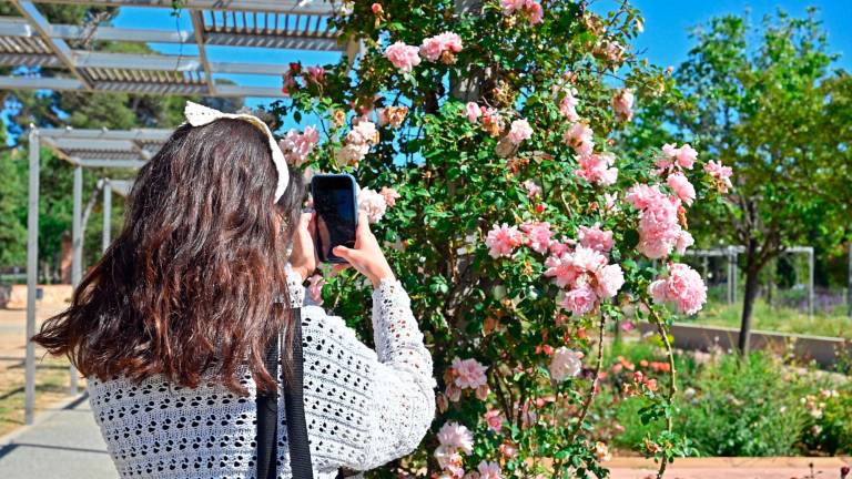 Las rosas han florecido y la rosaleda ofrece un aspecto muy llamativo. Foto: Alfredo González