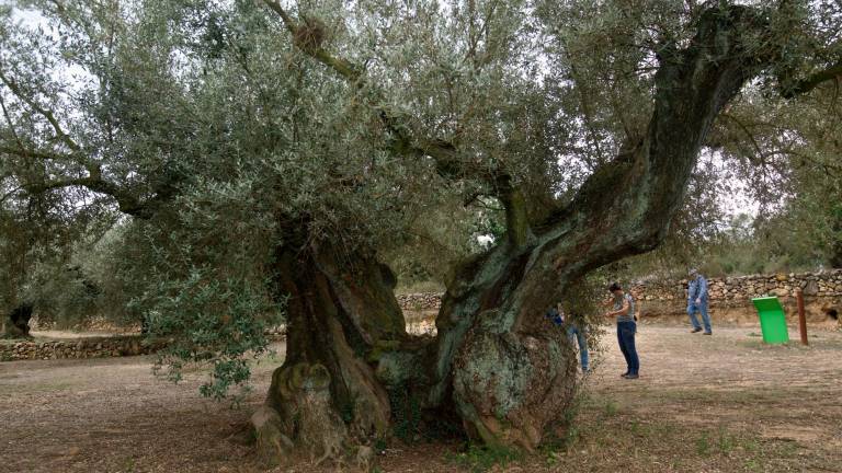 Olivera del Museu Natural de l’Arion, a Ulldecona. Foto: Joan Revillas