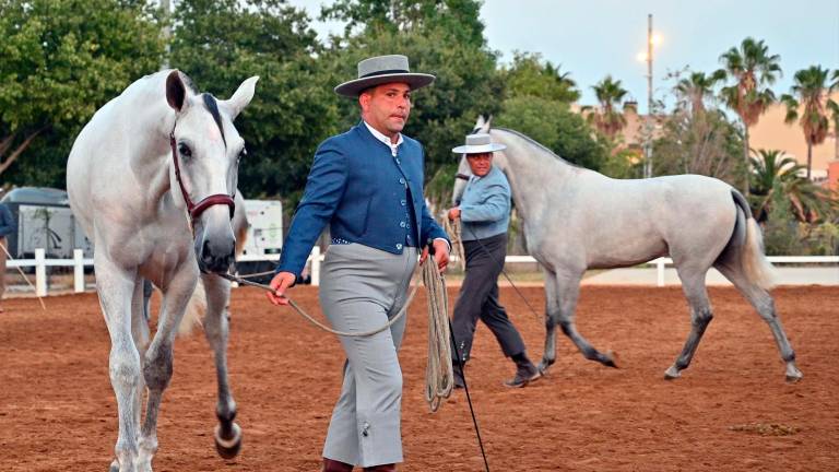 Detall d’un dels cavalls participants en la Fira del Cavall, ahir al Parc de la Festa. FOTO: A. González