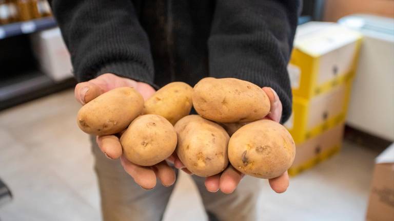 $!Una mostra de patates de Prades d’aquesta temporada. Són de la varietat Kennebec. FOTO: Marc Bosch