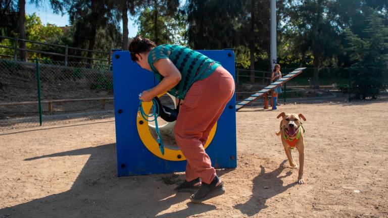 Rubi fue adoptado en el CRAAMT tras mejorar su comportamiento con una vida normal. foto: marc bosch