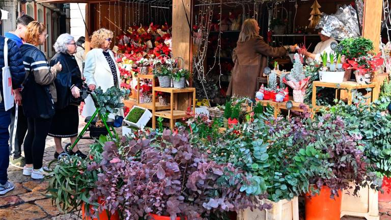 $!Les plantes tamb van buscades al Mercat de Nadal. FOTO: Alfredo González