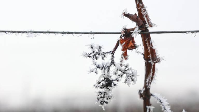 Una fotografía de archivo de ramilletes de uva con cristales de hielo. Foto: EFE