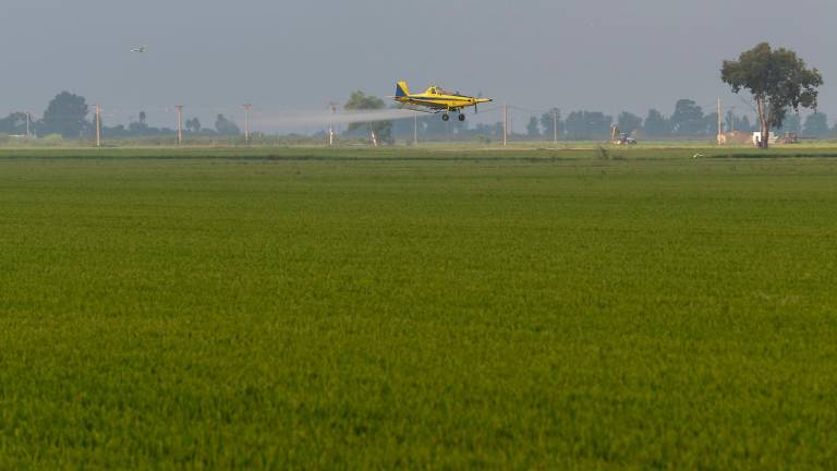 Una avioneta fumigant un camp d’arròs. FOTO: Joan Revillas