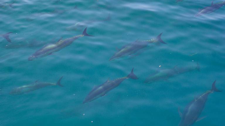 Tonyines a la costa de l’Ametlla de Mar, que ara s’empraran per a la investigació marina. foto: j. revillas