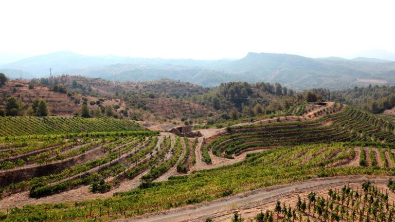 La viña y la agricultura son parte central de la economía de muchas zonas, como el Priorat. FOTO: AM/DT