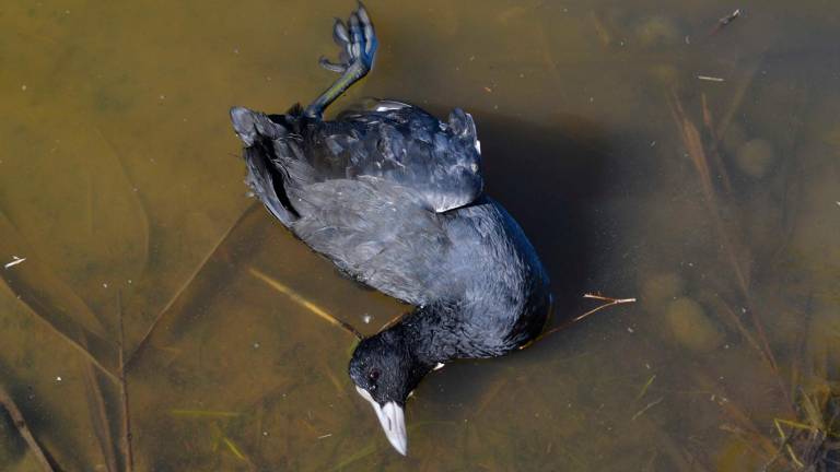 Fotja morta en una tirada al Delta de l’Ebre. Foto: GEPEC-EdC