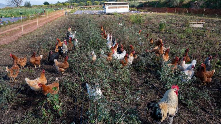 $!Una setentena de gallinas criadas en libertad hacen más fértil la tierra. FOTO: JOAN REVILLAS