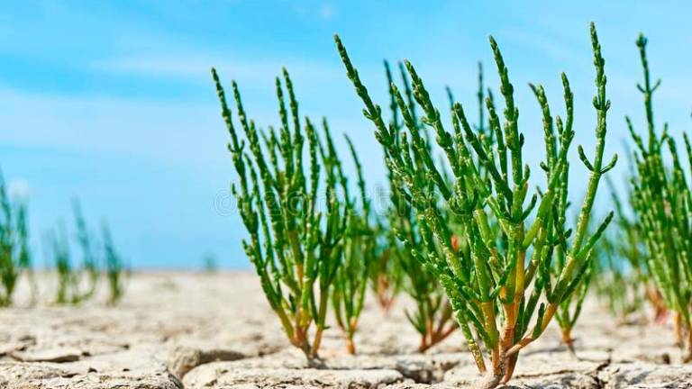 $!El otoño saca los colores a la playa de Coma-ruga