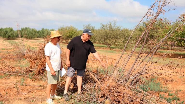 Los agricultores Josep Maria Escoda, de 71 años, y Jordi Mariné, de 70, con los avellanos secos que el primero ha tenido que retirar. Foto: Alba Mariné