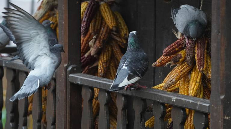 Palomas en la barandilla de un balcón. Foto: EFE