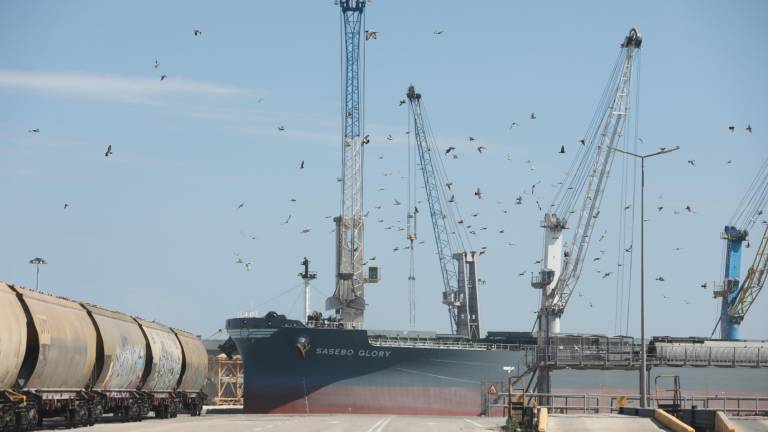 Las instalaciones de la Autoritat Portuària de Tarragona (APT) registran una importante presencia de estas aves. Foto: Pere Ferré