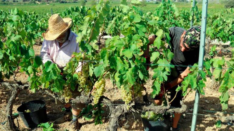 $!Los agricultores están preocupados por la continuidad de sus campos.