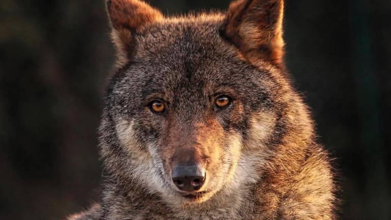 Un lobo. Foto: Pixabay