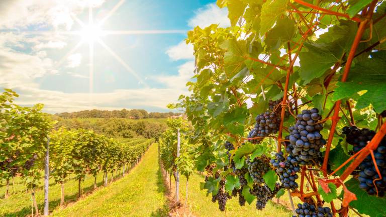 Conocer el territorio disfrutando de un atardecer relajado entre viñas o haciendo una ruta entre los paisajes que nos caracterizan. Foto: Getty Images