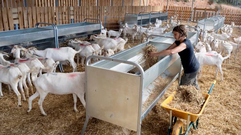 La nova pastora tenint cura del seu ramat al tancat de Gandesa. Foto: Joan Revillas