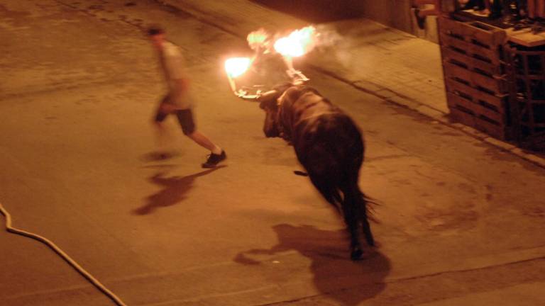 Un bou embolat, a les festes de la Ràpita. Foto: Joan Revillas