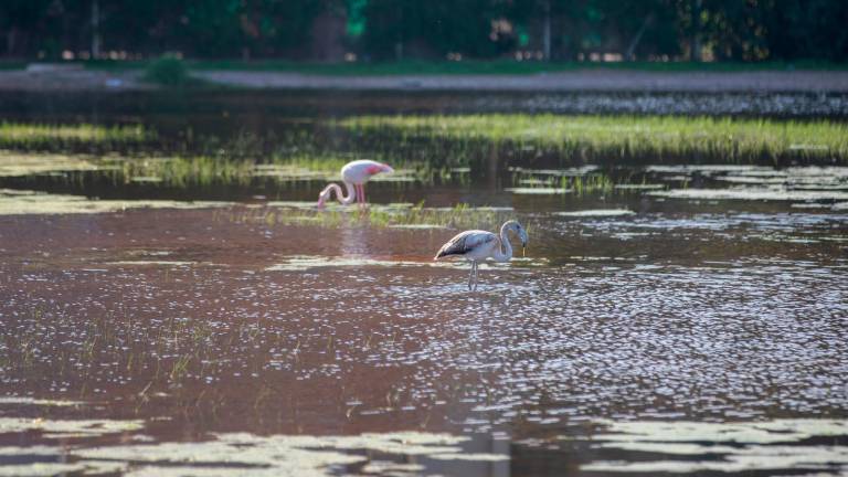 Las dos aves, en la laguna artificial. Foto: Marc Bosch