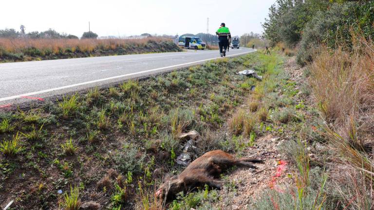 Un accidente ocurrido en Riudoms el pasado mes de febrero, que también implicó a un jabalí. Foro: A. Mariné