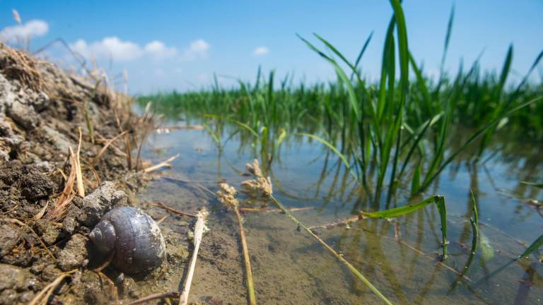 Caragol poma adult en un camp d’arròs del delta de l’Ebre. Foto: Joan Revillas
