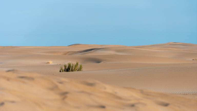 Dunas de la Punta del Fangar. FOTO: S. García