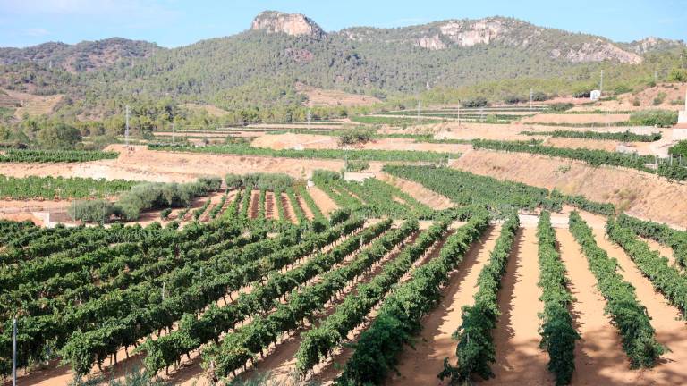 El sector agrario es la base de la economía del Priorat, por lo que el agua es esencial para el futuro de la comarca. FOTO: Alba Mariné