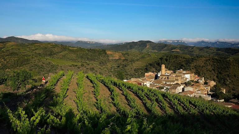 $!Las Bassetes del Lloar que atraviesa los viñedos de la bodega Torres