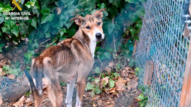 $!La Guardia Civil desmantela una organización criminal que exterminaba animales en Catalunya