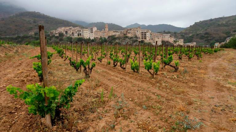 Las viñas de Josep Ramon Sedó, visiblemente mermadas, con La Vilella Baixa de fondo. Foto: Marc Bosch