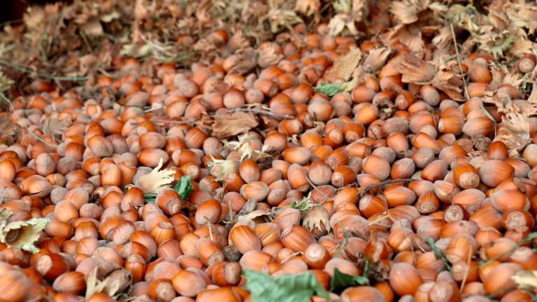 Remolque con las avellanas recogidas en una finca de Vilallonga del Camp. Foto: Eloi Tost (ACN)