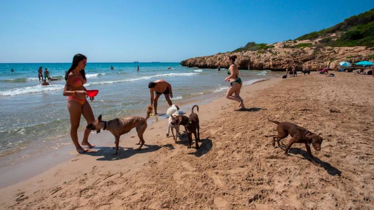 Los perros ya pueden disfrutar junto a sus dueños del nuevo Can Espai. Foto: Marc Bosch