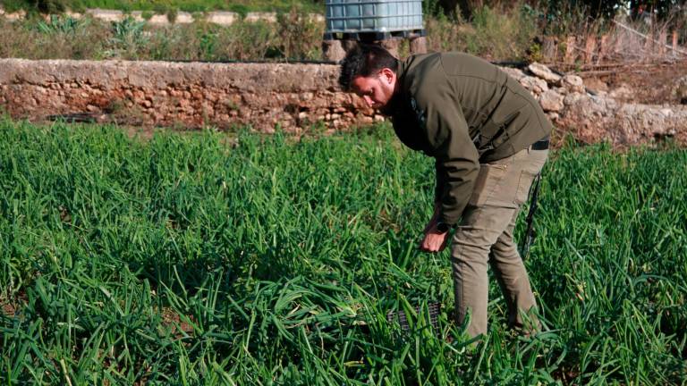 L’Imar Pena descalça calçots IGP a la seva finca. Foto: ACN