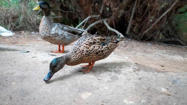 $!Algunos vecinos abandonan patos en Els Muntanyans, lo que supone una amenaza para las especies autóctonas. Foto: Marc Bosch