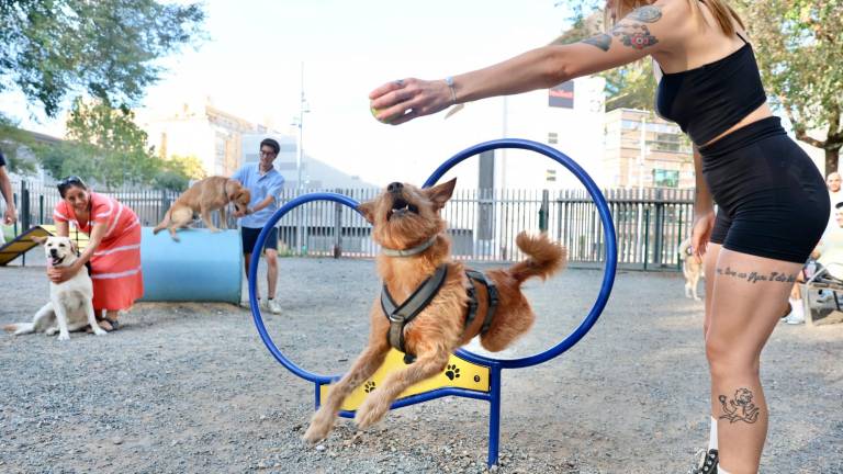 Un perro atravesando uno de los obstáculos de salto del Parc Sant Jordi. Foto: Alba Mariné