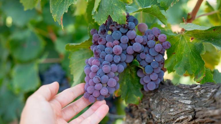 $!Las uvas son, este año, más pequeñas, pero de alta calidad. La falta de agua ha hecho que la campaña de vendimia sea corta. FOTO: Alba Mariné