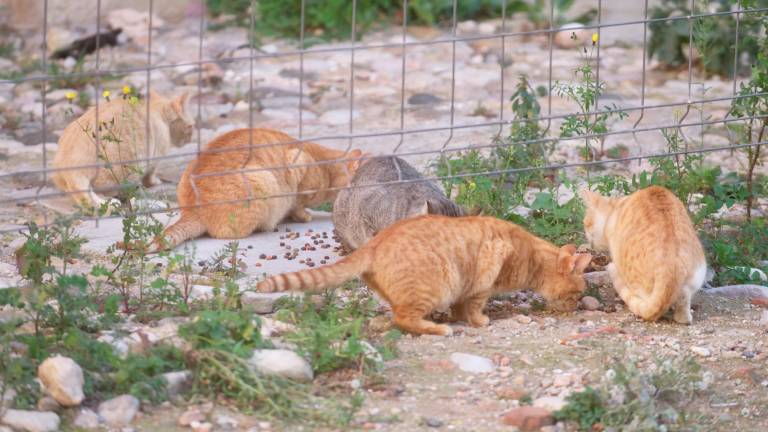 Una colònia de gats gestionada a Tortosa. Foto: J. Revillas