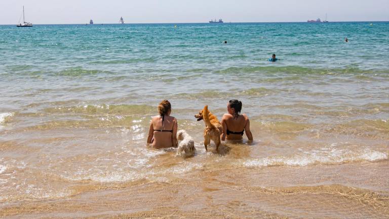 Imagen de la playa para perros que se instaló en 2021 en El Miracle, en Tarragona. Foto: Àngel Ullate