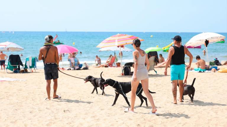 La playa para perros posiciona a Salou como una ciudad pionera en el turismo Pet Friendly. foto: Alba Mariné