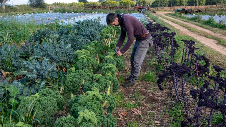 $!Projecte Mans: Del huerto a la mesa, un lienzo sostenible en L’Antic Molí de Ulldecona