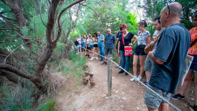 Los patos pasean habitualmente por el sendero entre los visitantes. foto: Marc Bosch