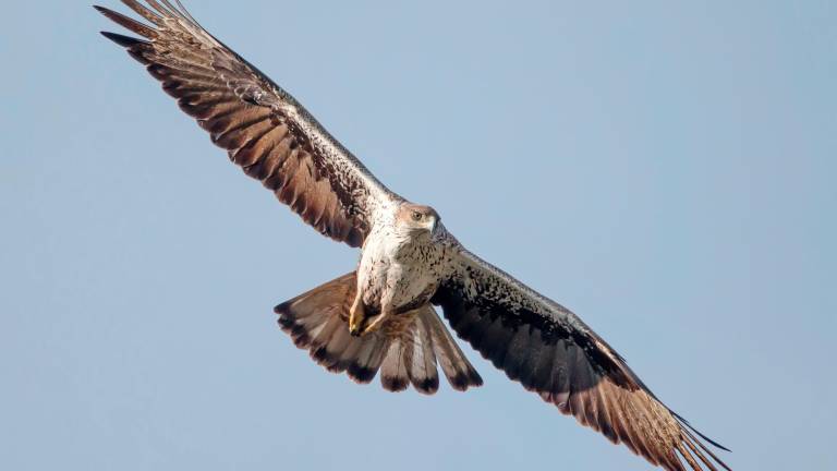 Un ejemplar de águila perdicera. Foto: ICRA