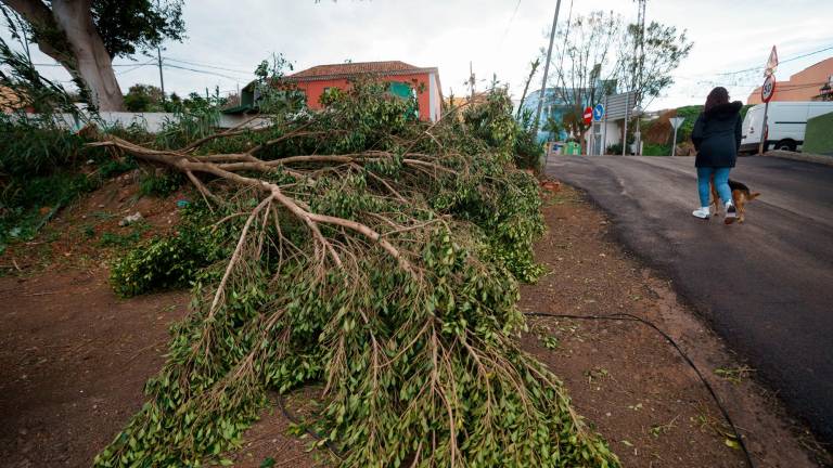 Un árbol caído por el viento. Foto: EFE