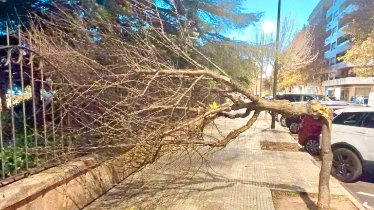 $!Un árbol caído en Reus. Esta ha sido la tónica de la jornada a raíz del vendaval. Foto: Alfredo González