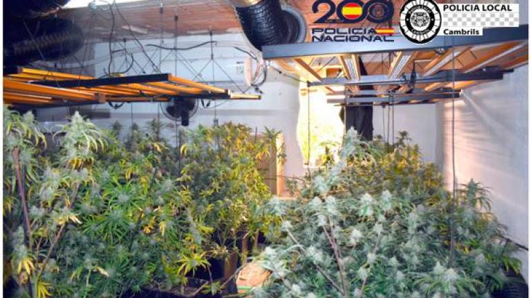 $!La marihuana cultivada en Constantí y gestionada desde Cambrils