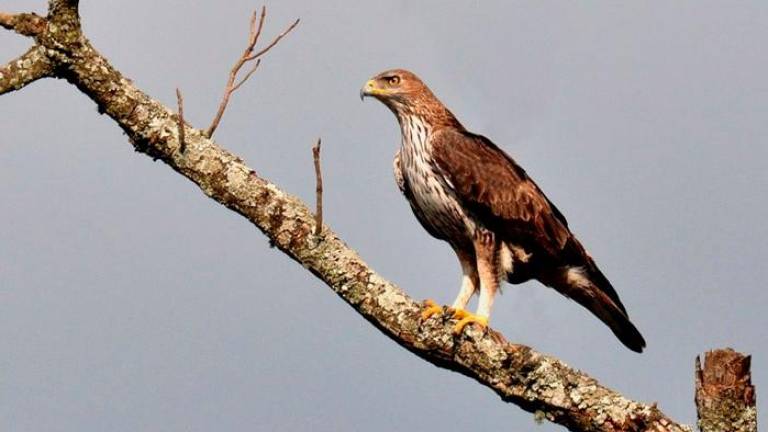 Àguila cuabarrada.