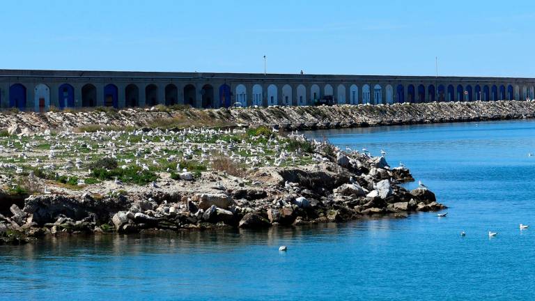 Colonia de gaviota corsa en el Port de Tarragona. Foto: Generalitat