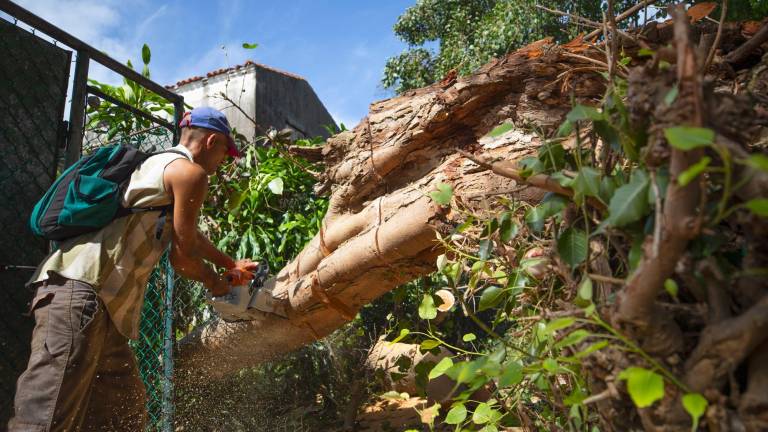 Un hombre corta con una sierra el tronco de un árbol caído a causa del huracán Rafael, este pasado viernes en La Habana, Cuba. Foto: EFE